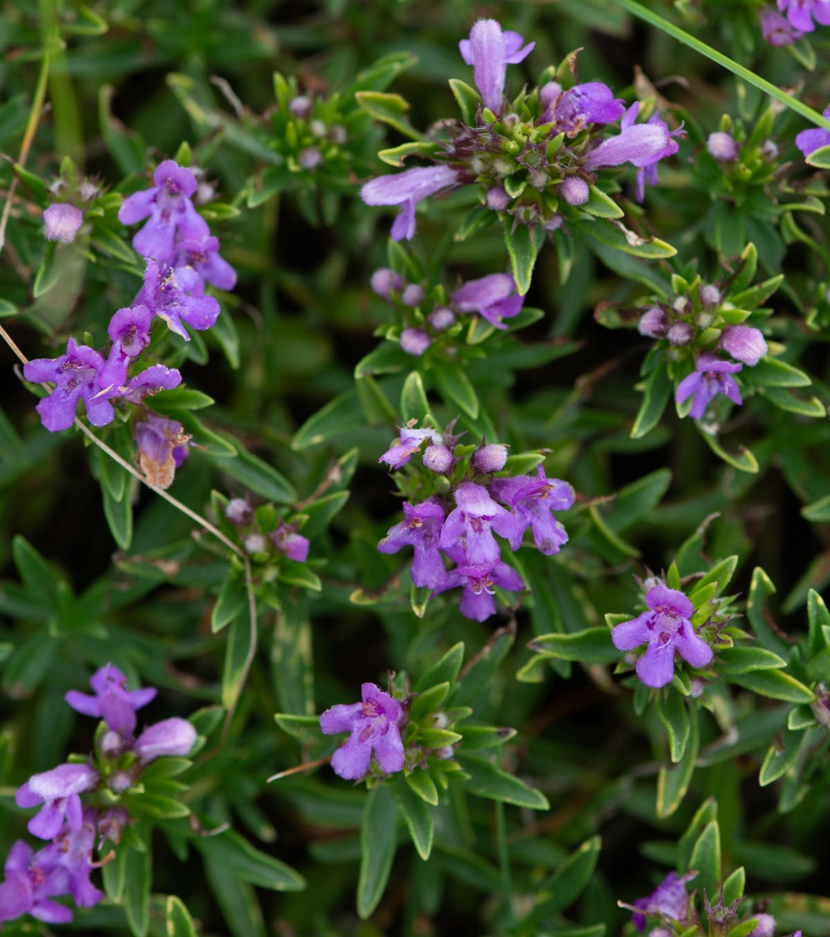 Blüten